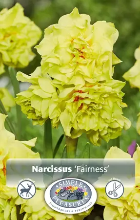 Narcissus Double Fairness | Cappers 5 x 12 - image 1