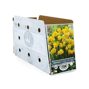Narcissus Double Golden Delicious | Cappers 10 x 12 - image 2