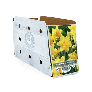 Narcissus Double Golden Ducat | Cappers 5 x 12 - image 2