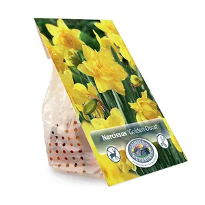 Narcissus Double Golden Ducat | Cappers 5 x 12 - image 3