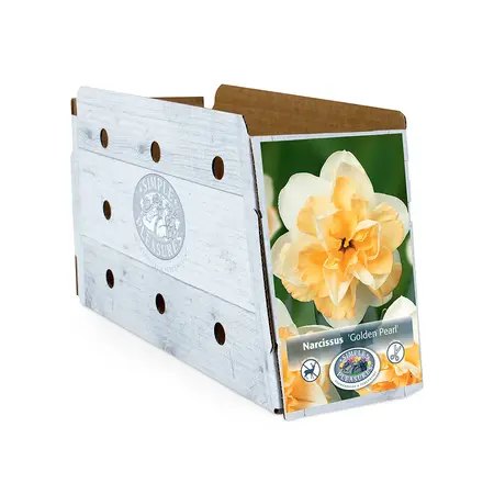 Narcissus Double Golden Pearl | Cappers 5 x 12 - image 2