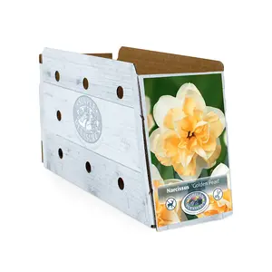 Narcissus Double Golden Pearl | Cappers 5 x 12 - image 2