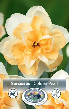Narcissus Double Golden Pearl | Cappers 5 x 12 - image 1