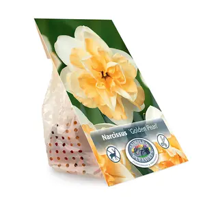 Narcissus Double Golden Pearl | Cappers 5 x 12 - image 3