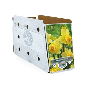 Narcissus Double Milena | Cappers 8 x 12 - image 2