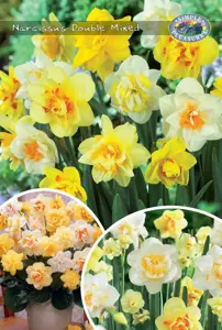 Narcissus Double Mixed | Bags 20 x 20