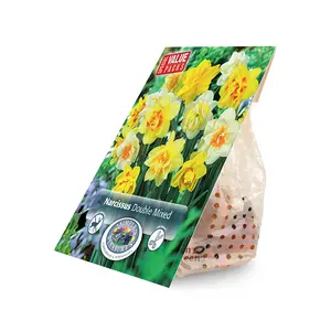Narcissus Double mixed | Cappers 10 x 15 - image 2