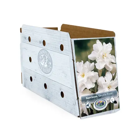 Narcissus Double Poets (Albo Pleno Odorata) | Capper 12 x 5 - image 2