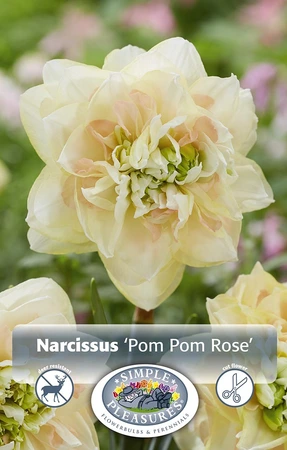 Narcissus Double Pom Rose | 60 pcs - image 3