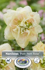 Narcissus Double Pom Rose | 60 pcs - image 3