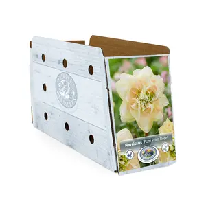 Narcissus Double Pom Rose | Capper 12 x 5 - image 2