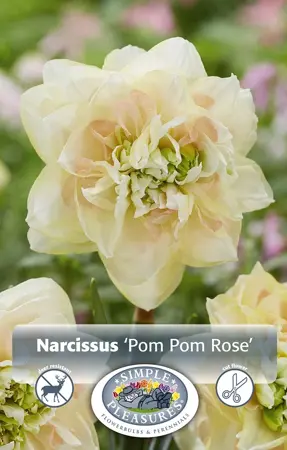 Narcissus Double Pom Rose | Capper 12 x 5 - image 1