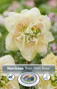 Narcissus Double Pom Rose | Capper 12 x 5