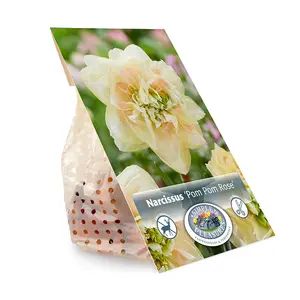 Narcissus Double Pom Rose | Capper 12 x 5 - image 3