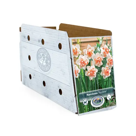 Narcissus Double Replete | Capper 12 x 5 - image 2