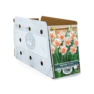 Narcissus Double Replete | Capper 12 x 5 - image 2