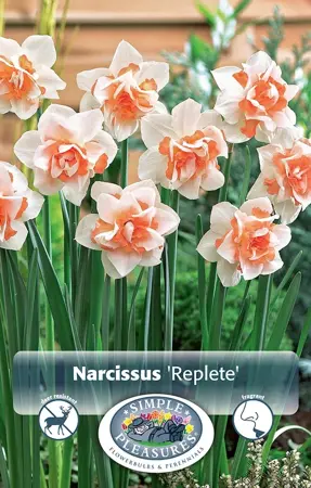 Narcissus Double Replete | Capper 12 x 5 - image 1