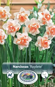 Narcissus Double Replete | Capper 12 x 5