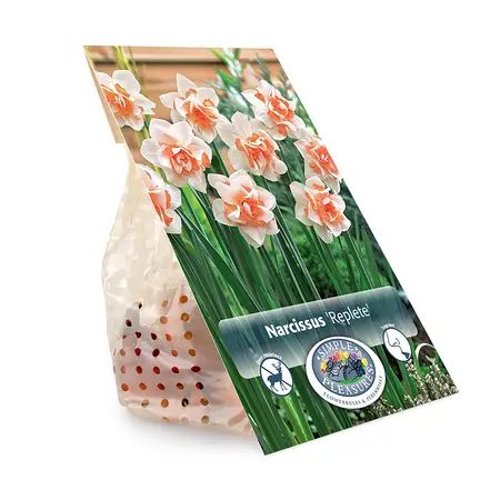 Narcissus Double Replete | Capper 12 x 5 - image 3