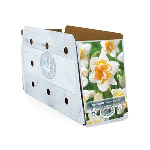 Narcissus Double Sweet Desire | Capper 12 x 5 - image 2