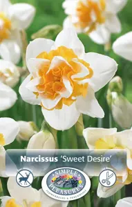 Narcissus Double Sweet Desire | Capper 12 x 5