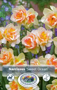 Narcissus Double Sweet Ocean | Cappers 5 x 12 - image 1