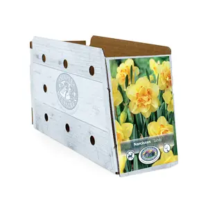 Narcissus Double Tahiti | Capper 12 x 5 - image 2