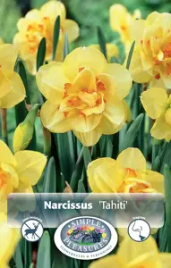 Narcissus Double Tahiti | Capper 12 x 5