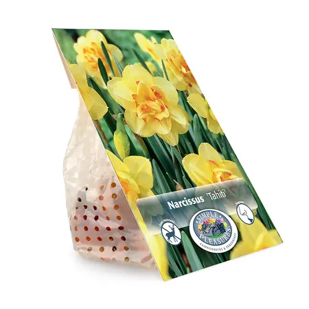 Narcissus Double Tahiti | Capper 12 x 5 - image 3