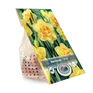 Narcissus Double Tahiti | Capper 12 x 5 - image 3