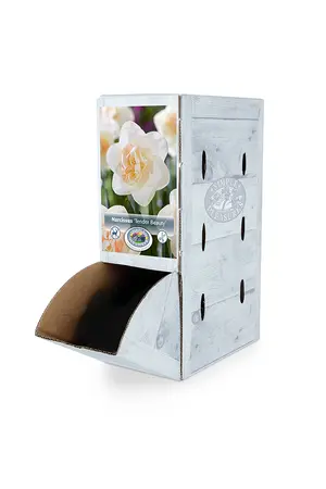 Narcissus Double Tender Beauty | 60 pcs - image 2