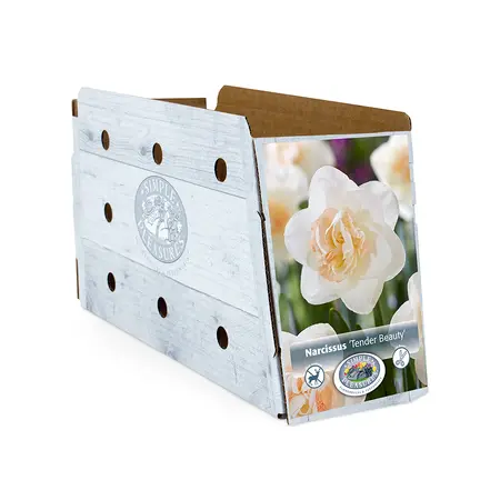 Narcissus Double Tender Beauty | Capper 12 x 5 - image 2