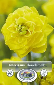 Narcissus Double Thunderball | Capper 20 x 3