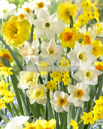 Narcissus Fragrant Meadow Blend | 50 pcs