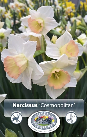 Narcissus Jonquilla Cosmopolitan | Cappers 5 x 12 - image 3