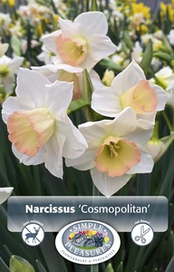 Narcissus Jonquilla Cosmopolitan | Cappers 5 x 12 - image 3