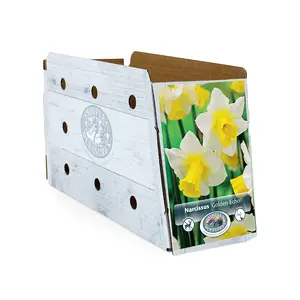 Narcissus Jonquilla Golden Echo | Capper 12 x 5 - image 2