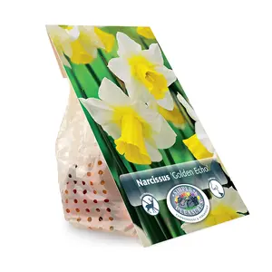 Narcissus Jonquilla Golden Echo | Capper 12 x 5 - image 3