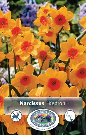 Narcissus Jonquilla Kedron | Capper 12 x 5 - image 1