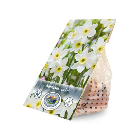 Narcissus Jonquilla Lieke | Cappers 8 x 16 - image 3