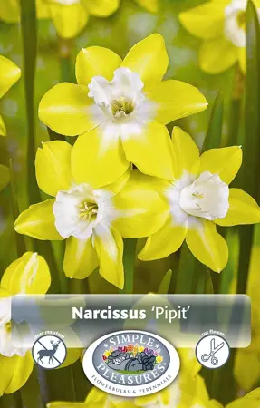 Narcissus Jonquilla Pipit | 100 pce - image 1