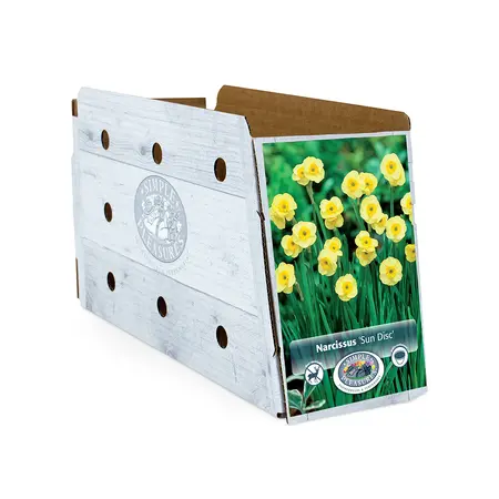 Narcissus Jonquilla Sun Disc | Cappers 10 x 12 - image 2