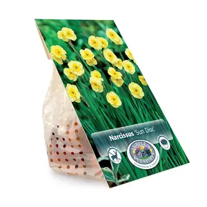 Narcissus Jonquilla Sun Disc | Cappers 10 x 12 - image 3