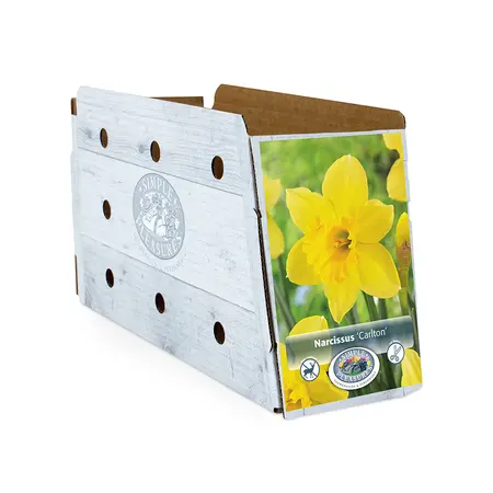 Narcissus Large Cup Carlton | Cappers 5 x 12 - image 2