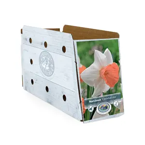 Narcissus Large Cup Chromacolor | Cappers 5 x 12 - image 2