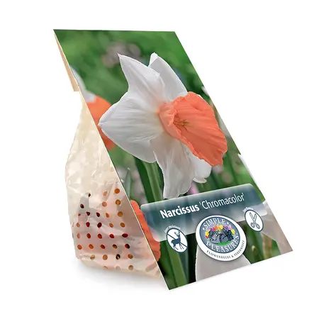 Narcissus Large Cup Chromacolor | Cappers 5 x 12 - image 3