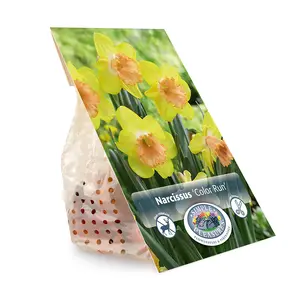 Narcissus Large Cup Color Run | Cappers 5 x 12 - image 3