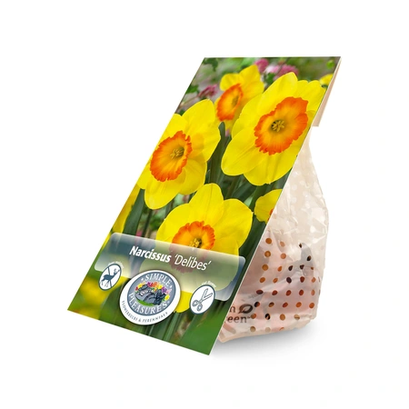 Narcissus Large Cup Delibes | Cappers 5 x 16 - image 2