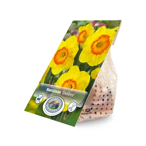 Narcissus Large Cup Delibes | Cappers 5 x 16 - image 2