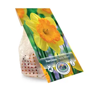 Narcissus Large Cup Ferris Wheel | Cappers 4 x 15 - image 3